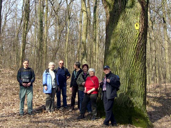 An der dicken Eiche Eiche